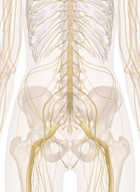 The Nerves of the Abdomen, Lower Back, and Pelvis
