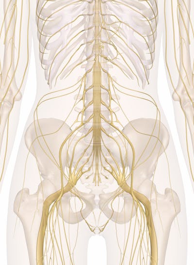 Nerves Of The Abdomen Lower Back And Pelvis