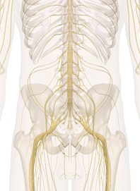 Nerves of the Abdomen, Lower Back and Pelvis (Male View)