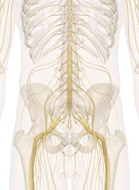 Nerves of the Abdomen, Lower Back and Pelvis (Male View)