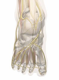 Nerves of the Ankle and Foot