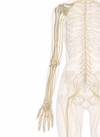 The Nerves of the Arm and Hand
