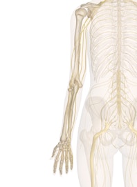 Nerves of the Arm and Hand (Posterior View)