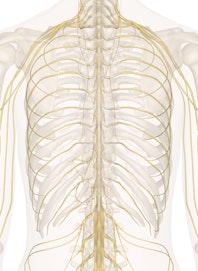 Nerves of the Chest and Upper Back (Posterior View)
