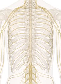 Nerves of the Chest and Upper Back (Posterior View)