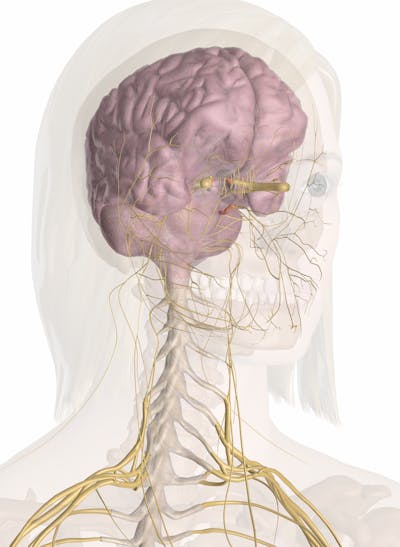 Nerves Of The Head And Neck Interactive Anatomy Guide