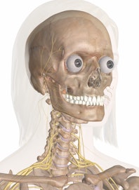 Nerves of the Head and Neck (2nd Anterior View)