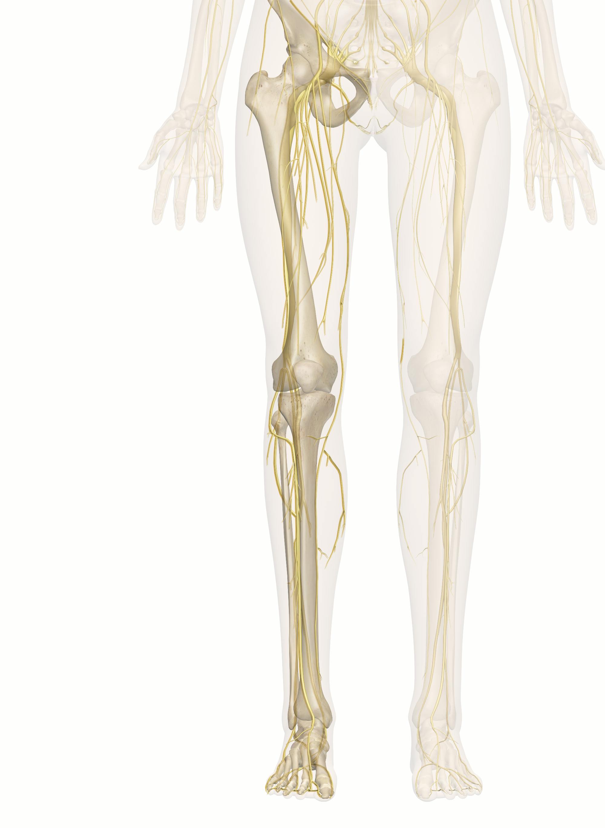 Nerves of the Leg and Foot | Interactive Anatomy Guide