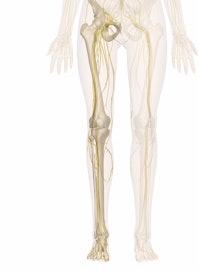 The Nerves of the Leg and Foot