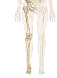 Nerves of the Leg and Foot (Posterior View)