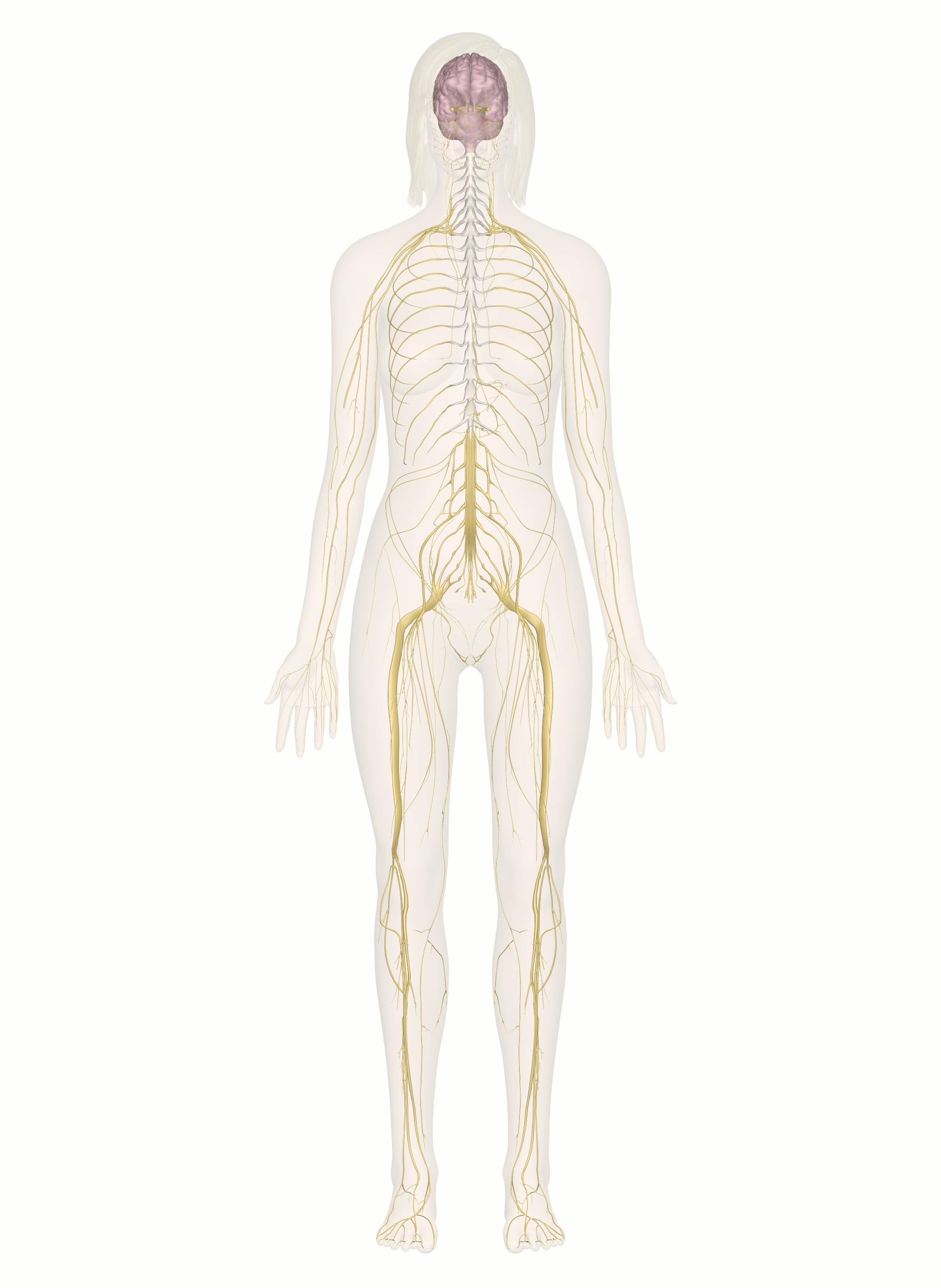 Nervous System Diagram Unlabeled