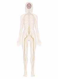 Interactive Guide to the Nervous System | Innerbody