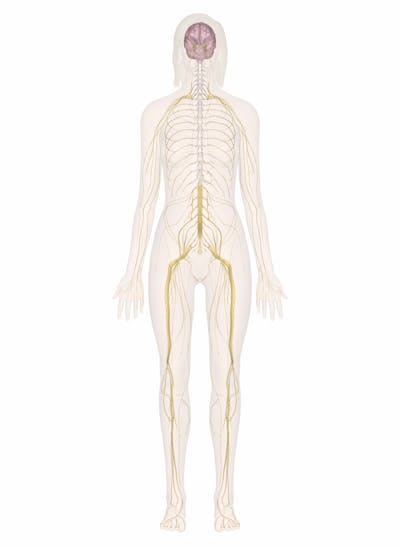 How is the nervous system connected to the muscular system Nervous System Explore The Nerves With Interactive Anatomy Pictures