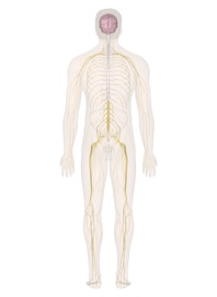 Nervous System (Male Posterior View)