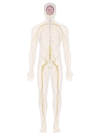 Nervous System (Male View)