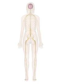Nervous System (Posterior View)
