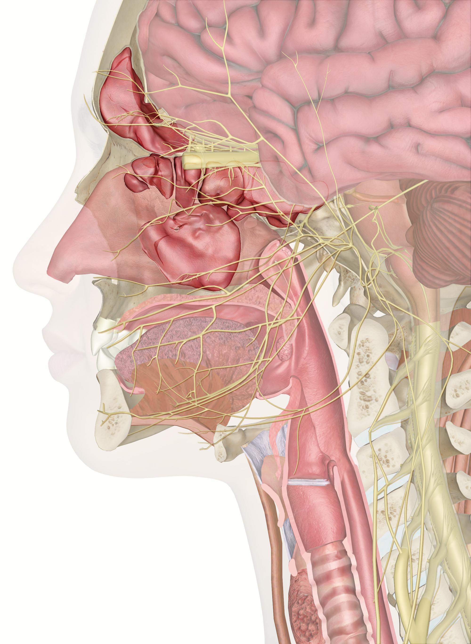 Nose, Sinuses and Smell