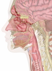 Nose, Sinuses and Smell