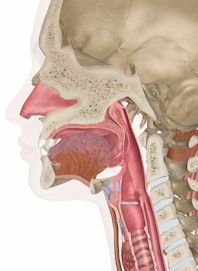 Oral Cavity (Cross-section View)