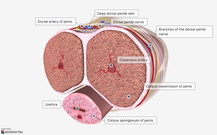 Penis cross-section image with important anatomical features labeled