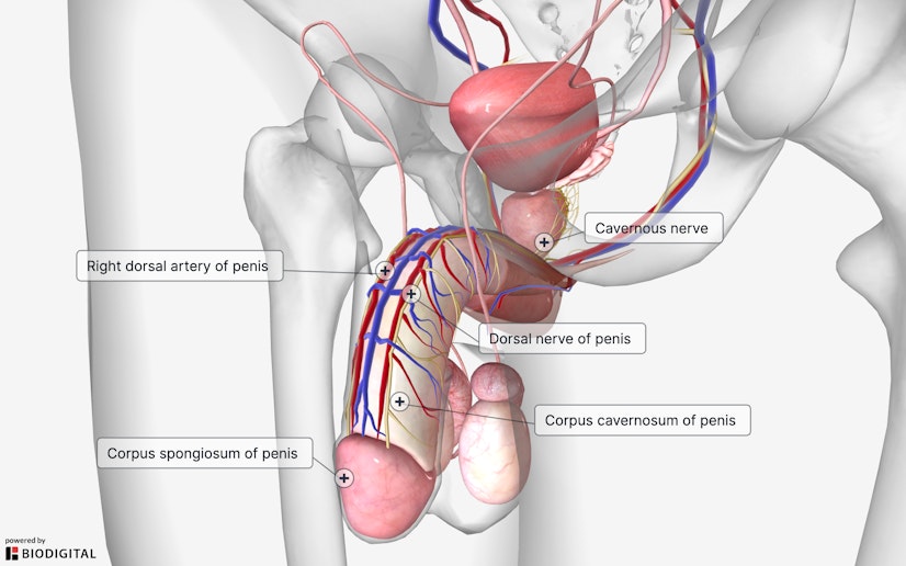 Penis image labeled with important anatomical features