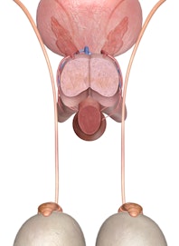 Penis (Transverse Cross-section View)