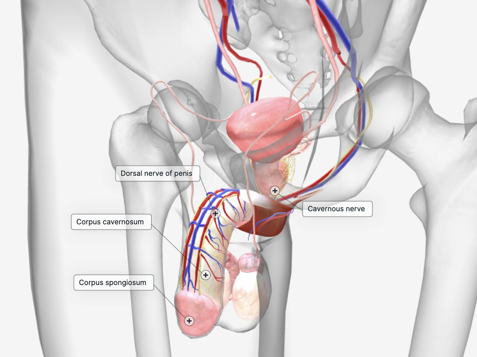 Animated picture of penis before BlueChew treatment