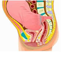 Pregnancy (Cross-section View)