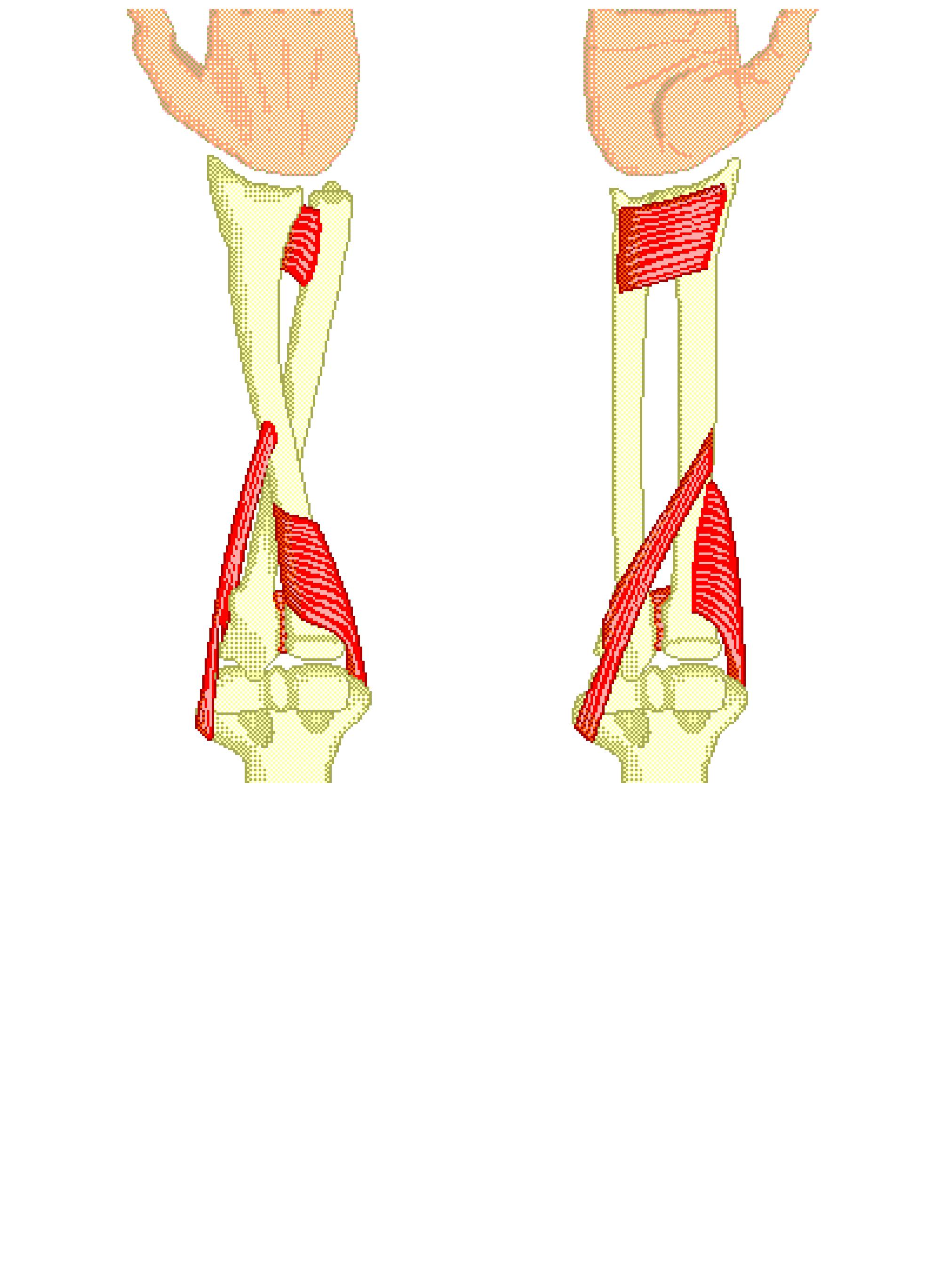 Forearm Pronation & Supination: Muscles, Bones, & Joints