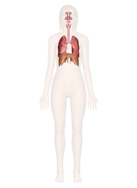 The Respiratory System