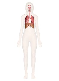 The Respiratory System