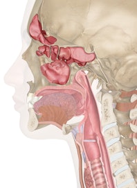 Respiratory System of the Head and Neck
