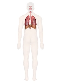 Respiratory System (Male Posterior View)