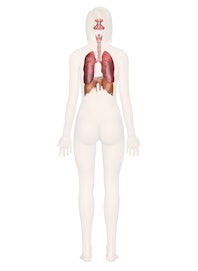 Respiratory System (Posterior View)