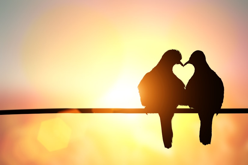 two birds on a wire at sunset, their beaks and bodies positioned together to form a heart shape