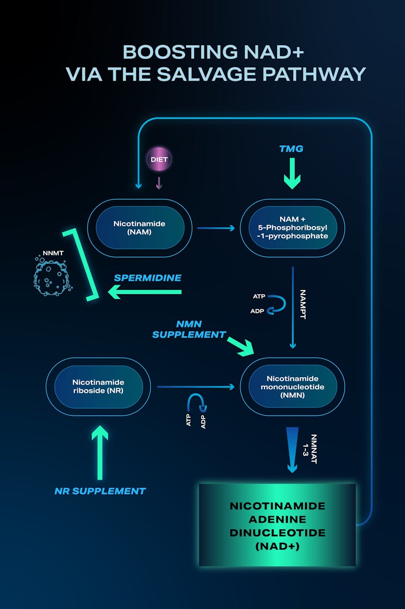 Salvage Pathway Diagram