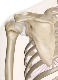 Shoulder Joint (Posterior View)