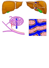 Sinusoids and Bile Canaliculi