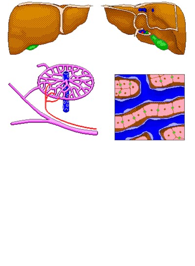 Sinusoids and Bile Canaliculi image