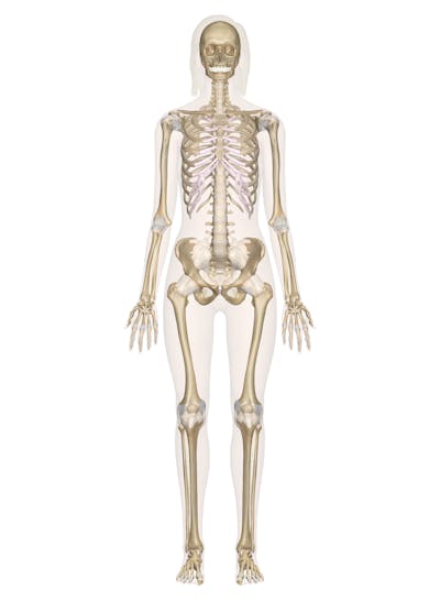 Skeletal System – Labeled Diagrams of the Human Skeleton