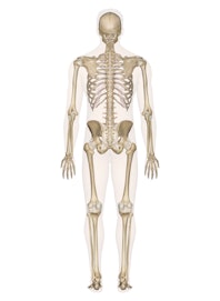 Skeletal System (Male Posterior View)