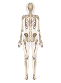 Skeletal System (Posterior View)