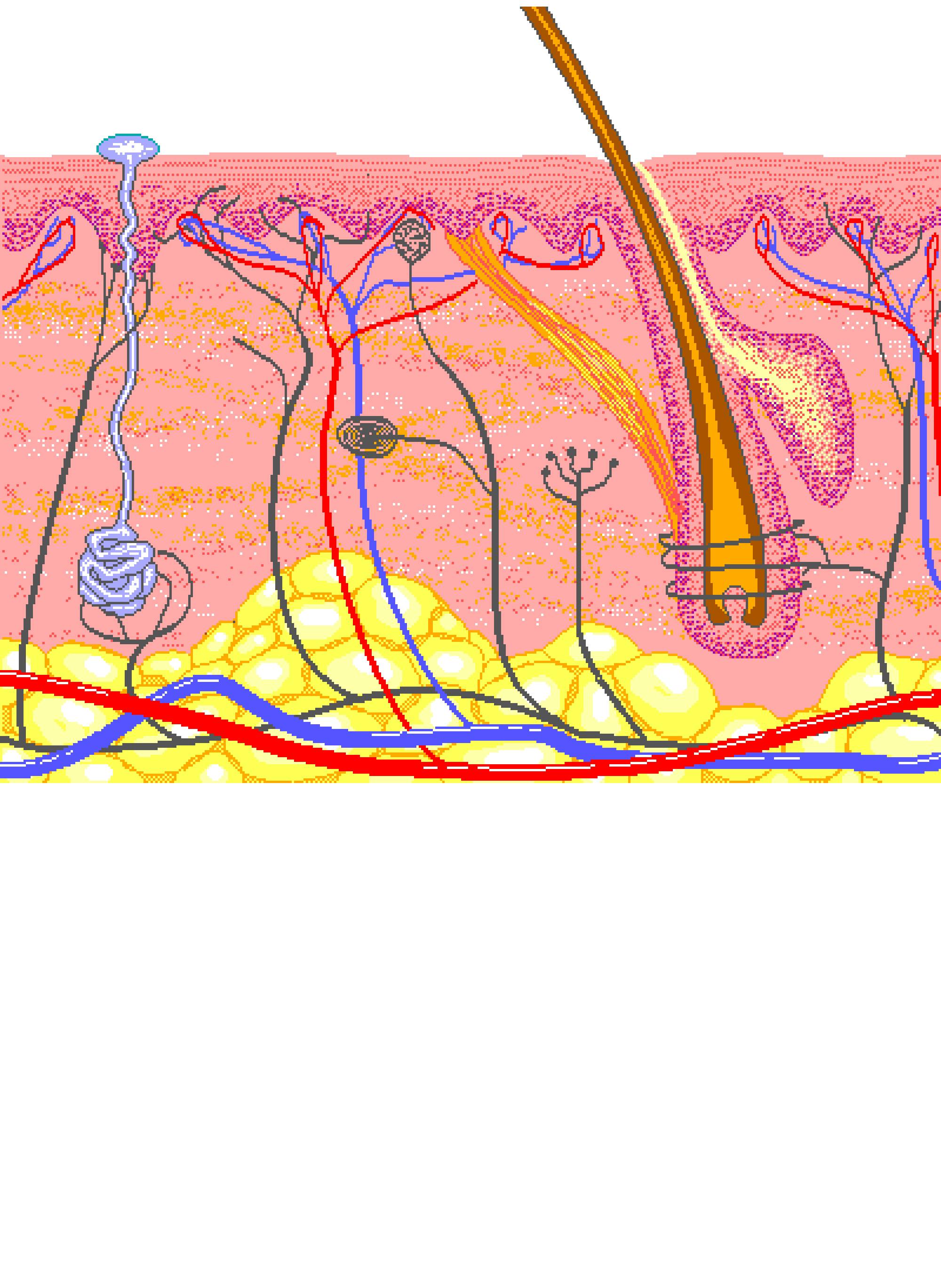human epidermal cell diagram