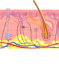 The Layers of the Skin