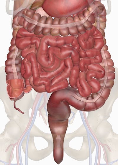 Digestive System Everything You Need To Know Including Pictures Digestive System Everything You Need To Know Including Pictures