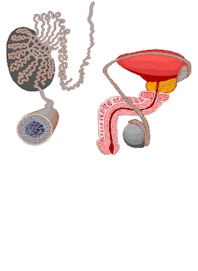 Sperm Production in the Testicle