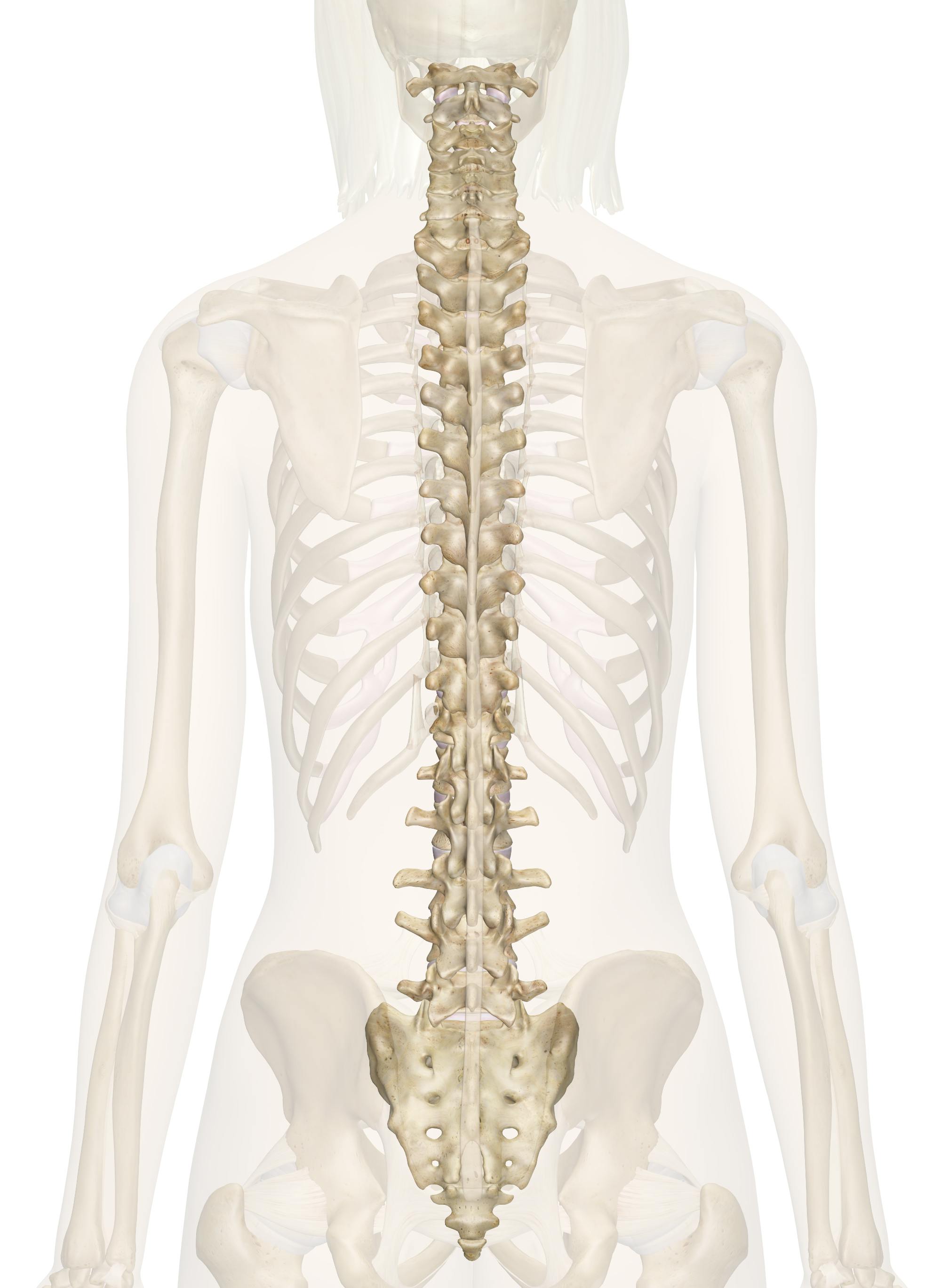 The Spinal Column Anatomy and 3D Illustrations