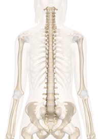 Spine (Anterior View)