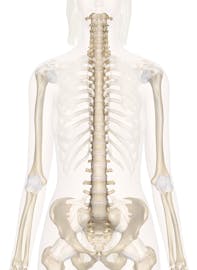 Spine (Anterior View)