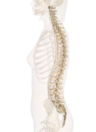 Spine (Lateral View)